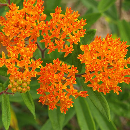 Butterfly, Asclepias (Butterfly Weed) - Packet image number null